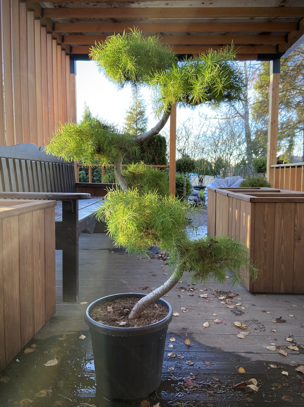 Лиственница Кемпфера