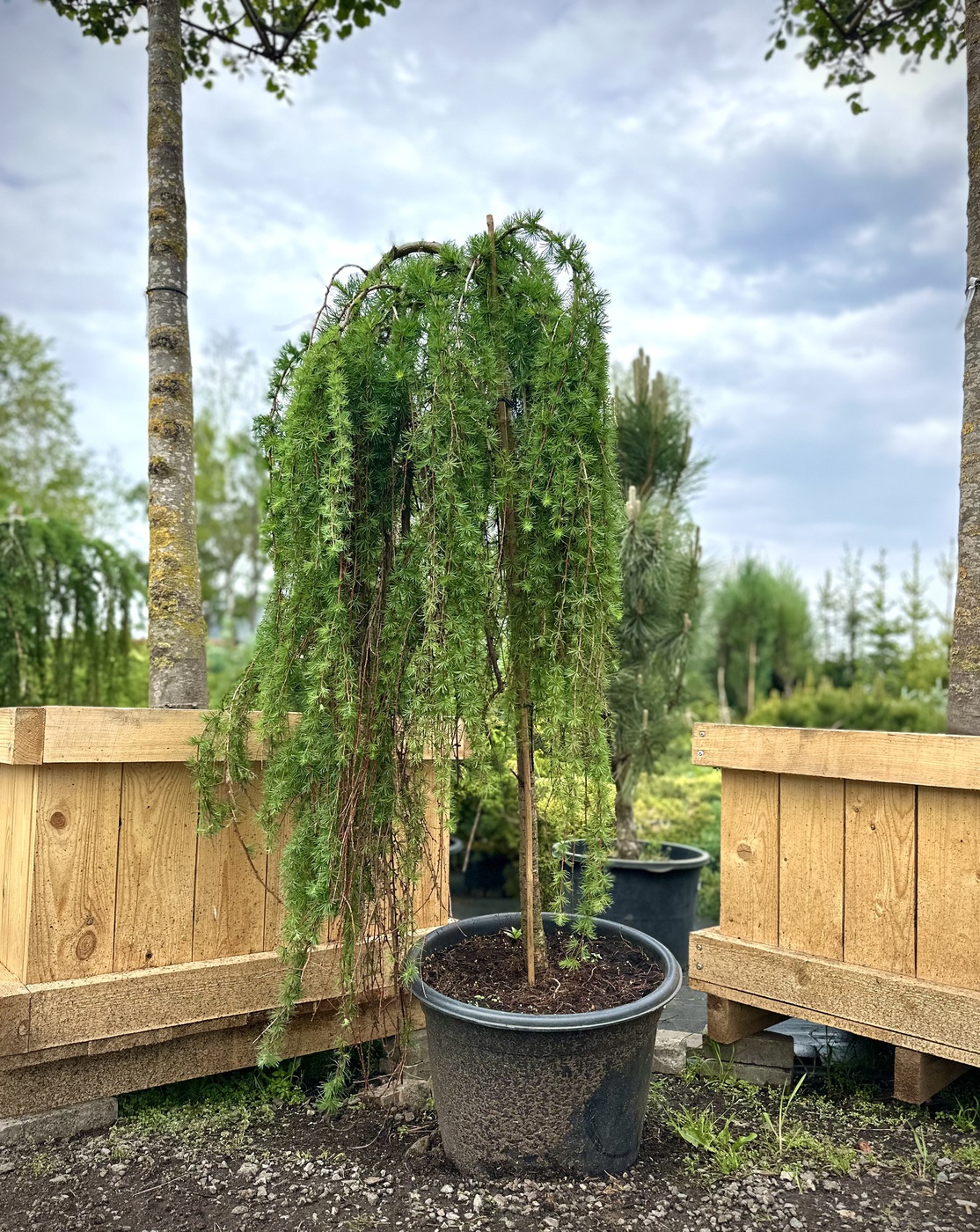 Лиственница Кемпфера `Стифф Випер``Stiff Weeper`