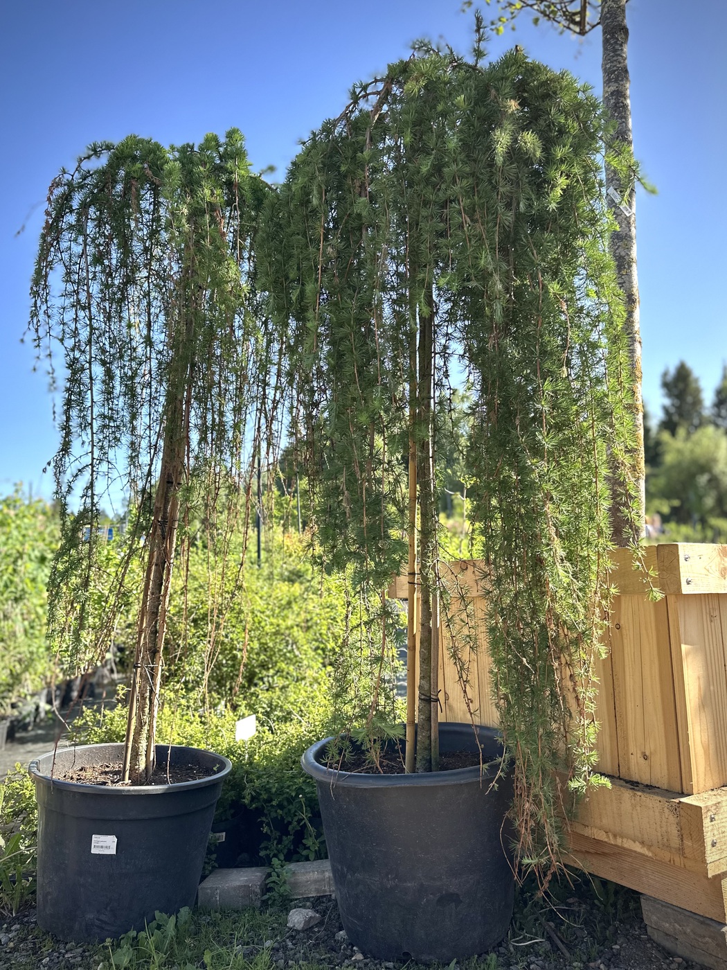 Лиственница Кемпфера `Стифф Випер``Stiff Weeper`