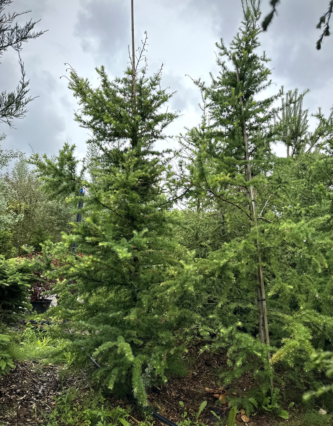 Лиственница Маргилинда