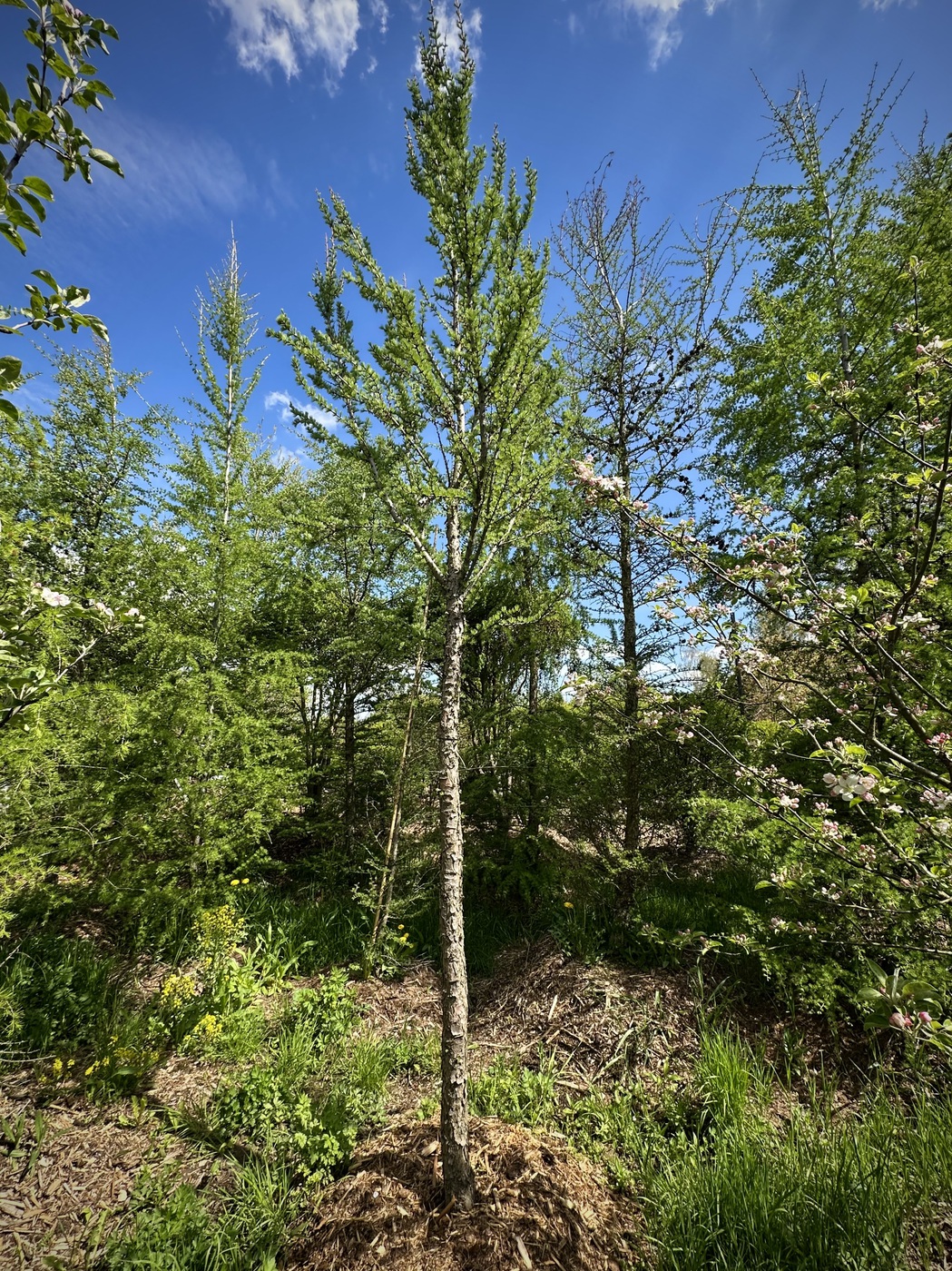 Лиственница европейская