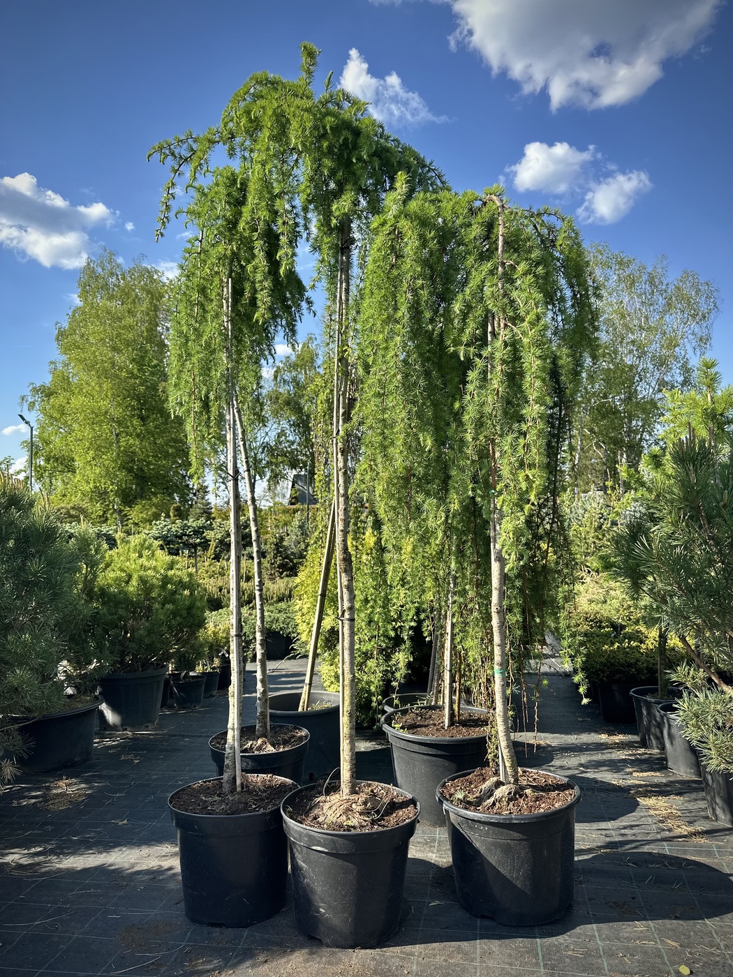 Лиственница европейская `Пендула``Pendula`