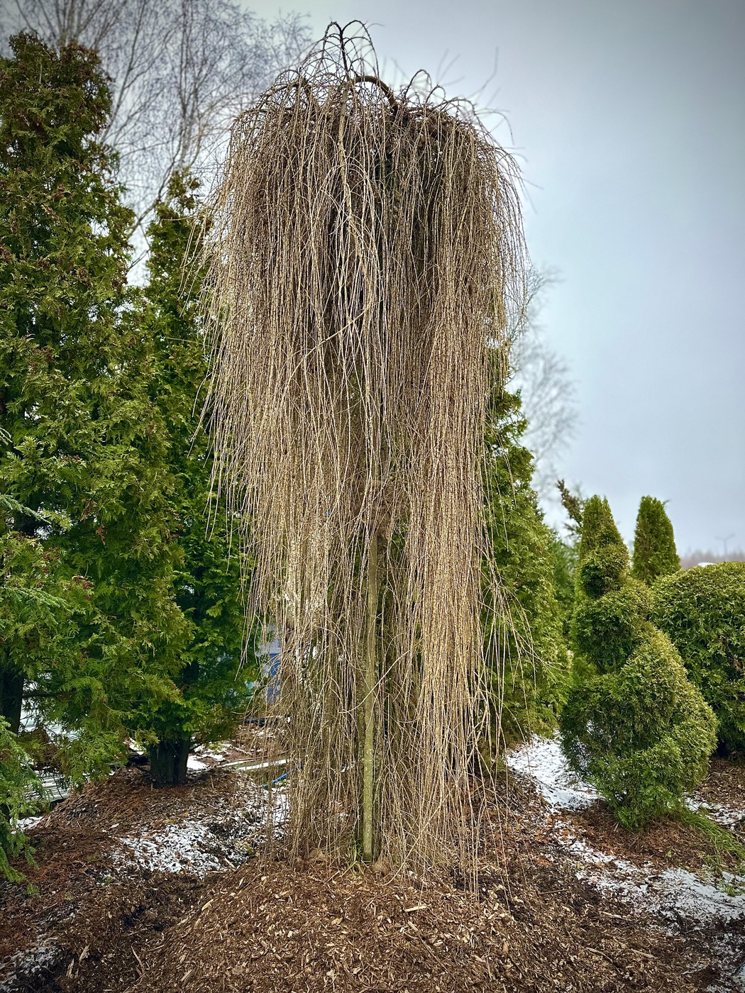 Лиственница европейская `Репенс``Repens`