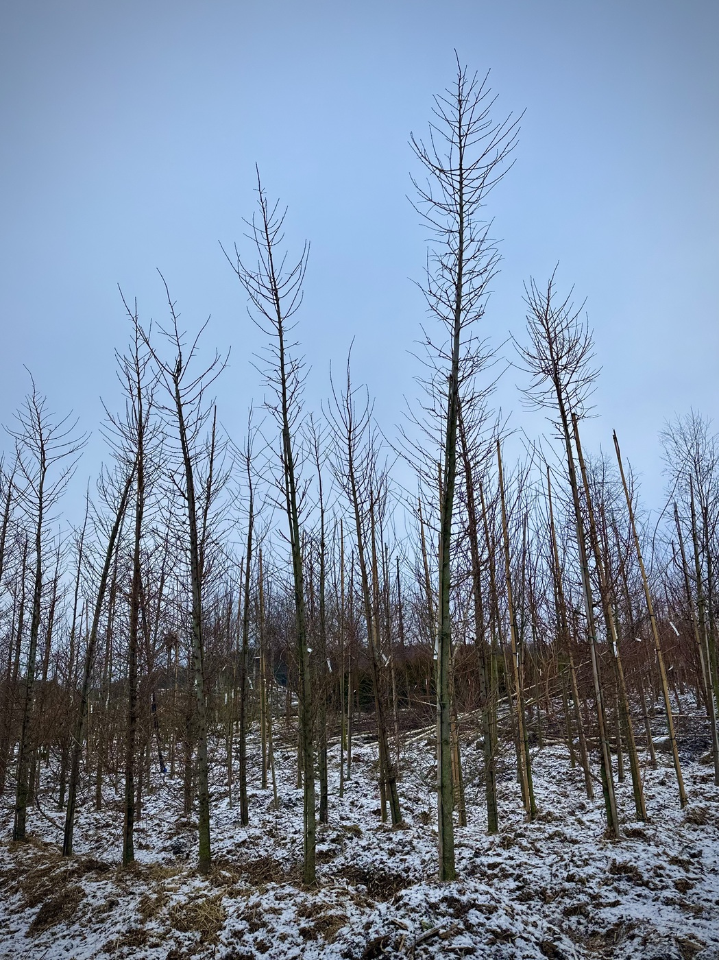 Лиственница Кемпфера