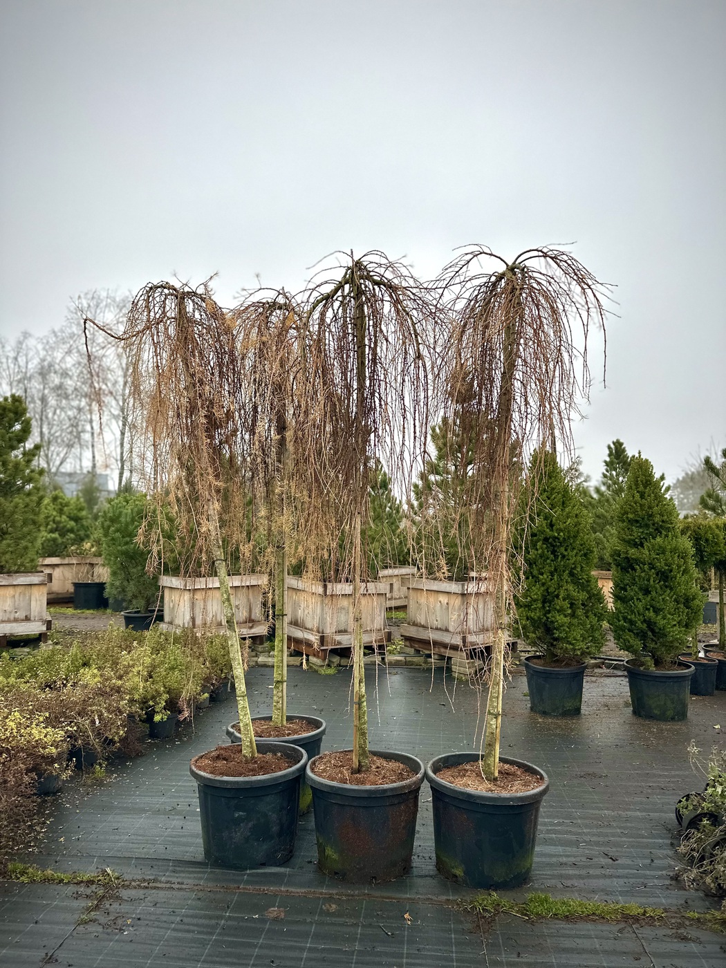 Лиственница Кемпфера `Стифф Випер``Stiff Weeper`