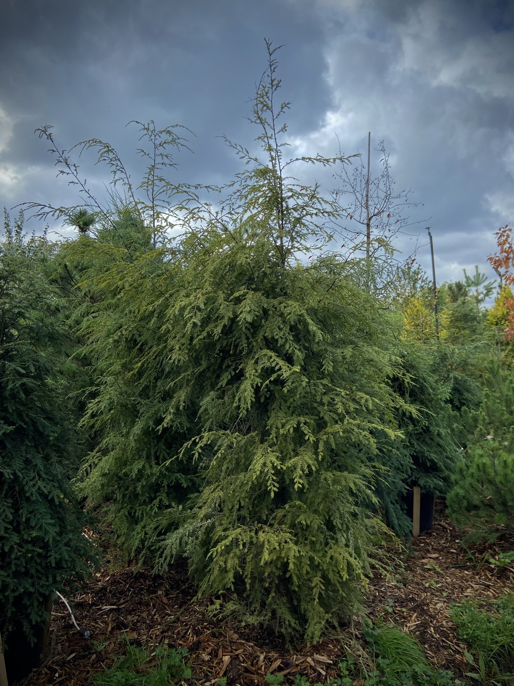 Тсуга канадская (Tsuga Canadensis)