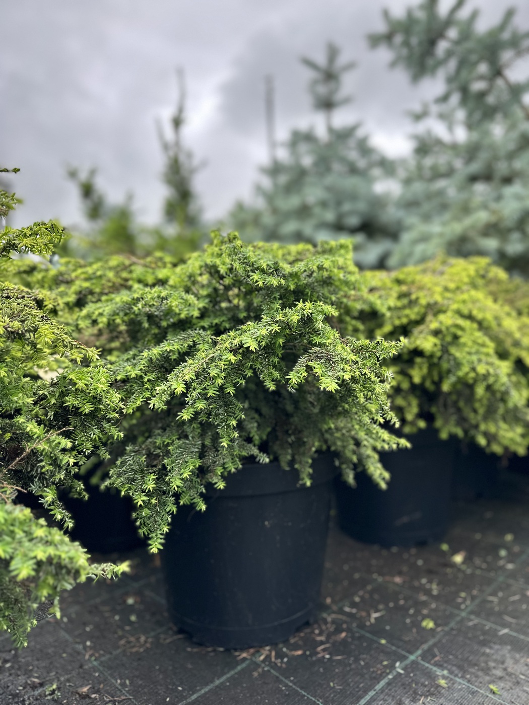 Тсуга канадская Грин Глоб (Green Globe)