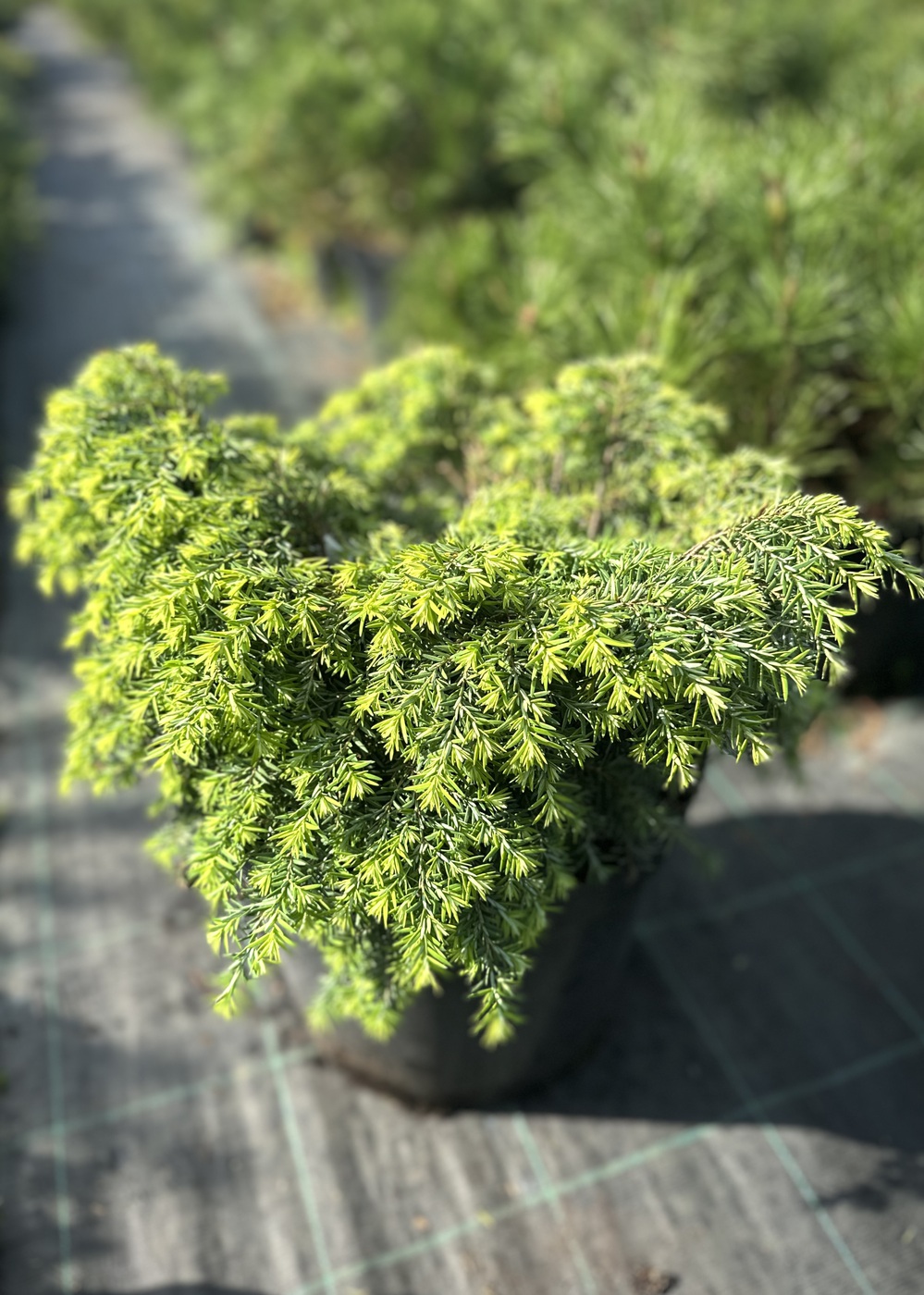 Тсуга канадская Джеделох (Jeddeloh)