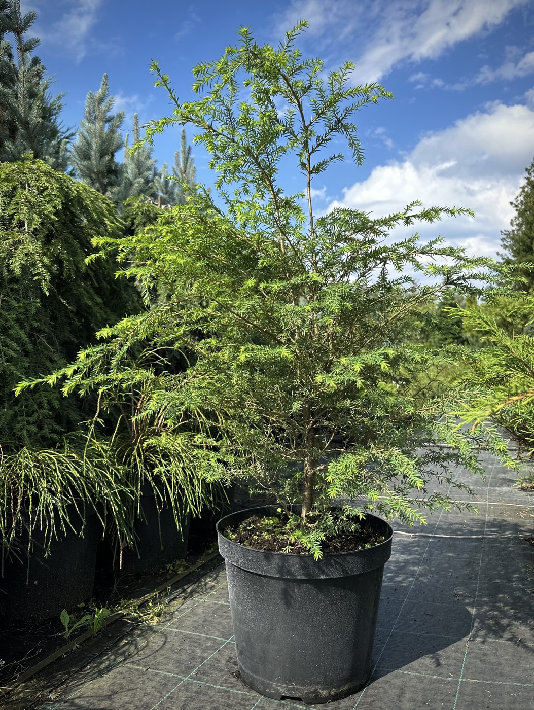 Тсуга канадская (Tsuga Canadensis)