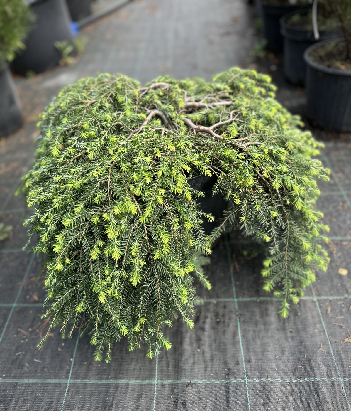 Тсуга канадская Коулс Прострейт (Cole‘s Prostrate)