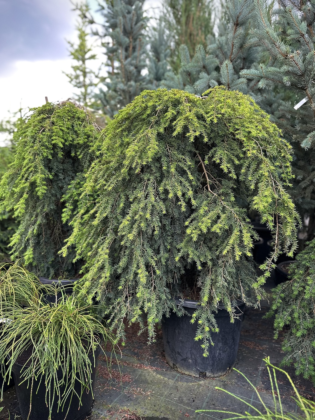 Тсуга канадская Пендула (Pendula)