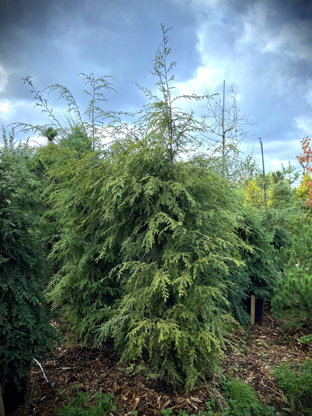 Тсуга канадская (Tsuga Canadensis)