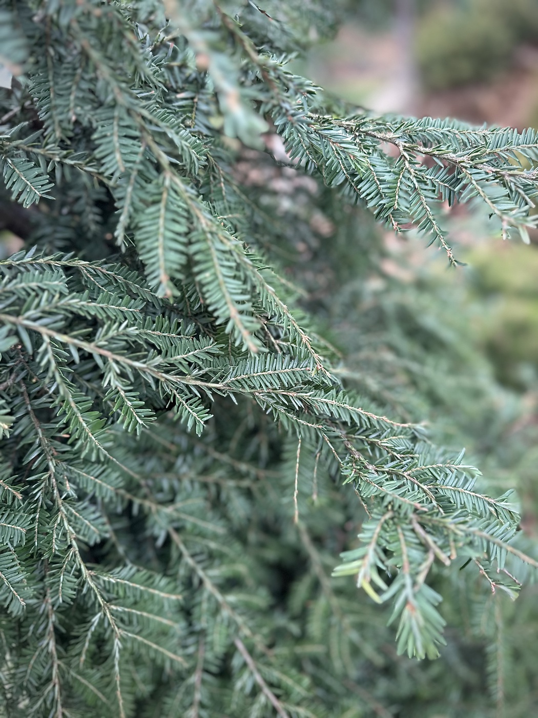 Тсуга канадская (Tsuga Canadensis) — изображение 2