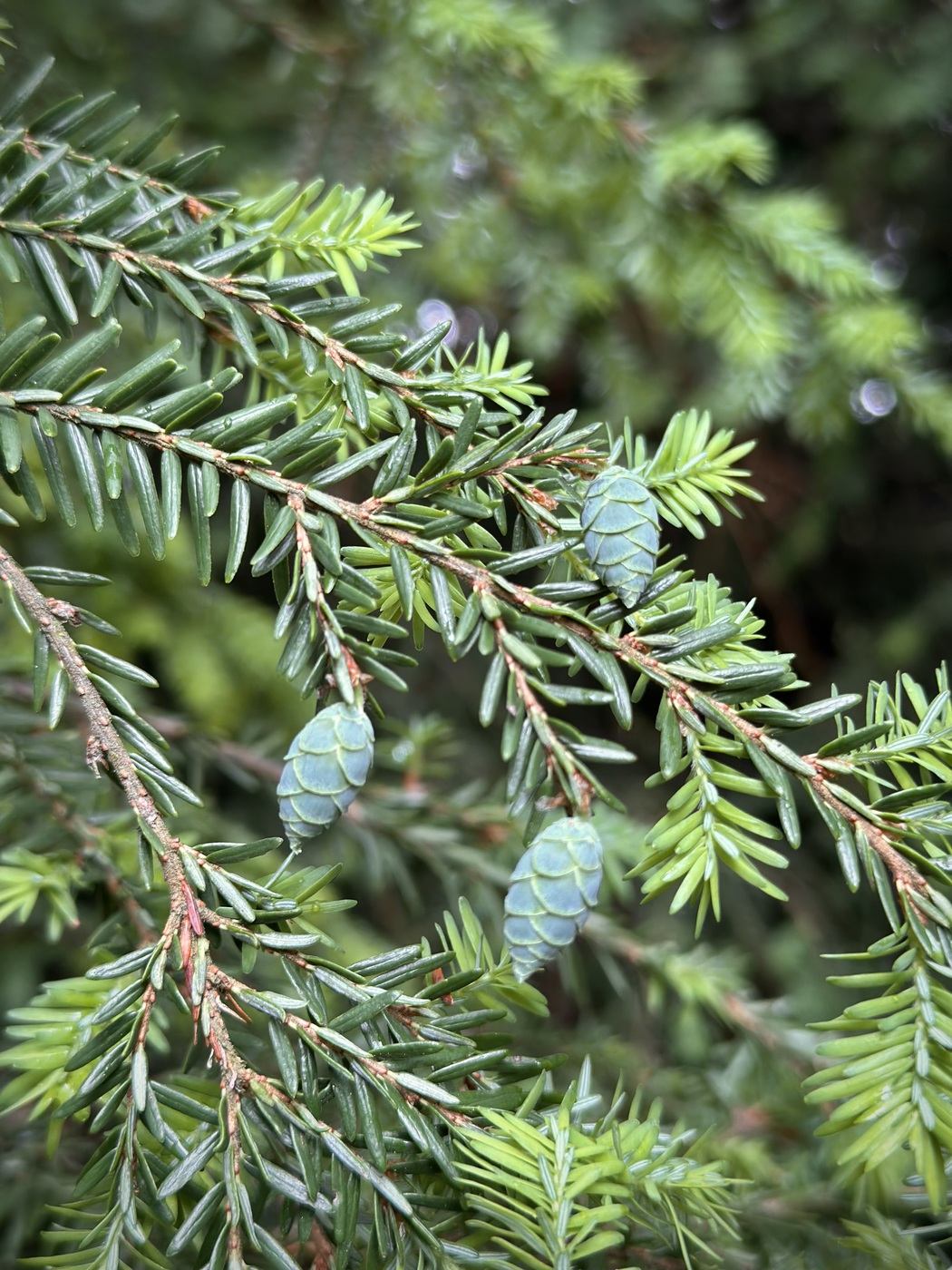 Тсуга канадская (Tsuga Canadensis) — изображение 3