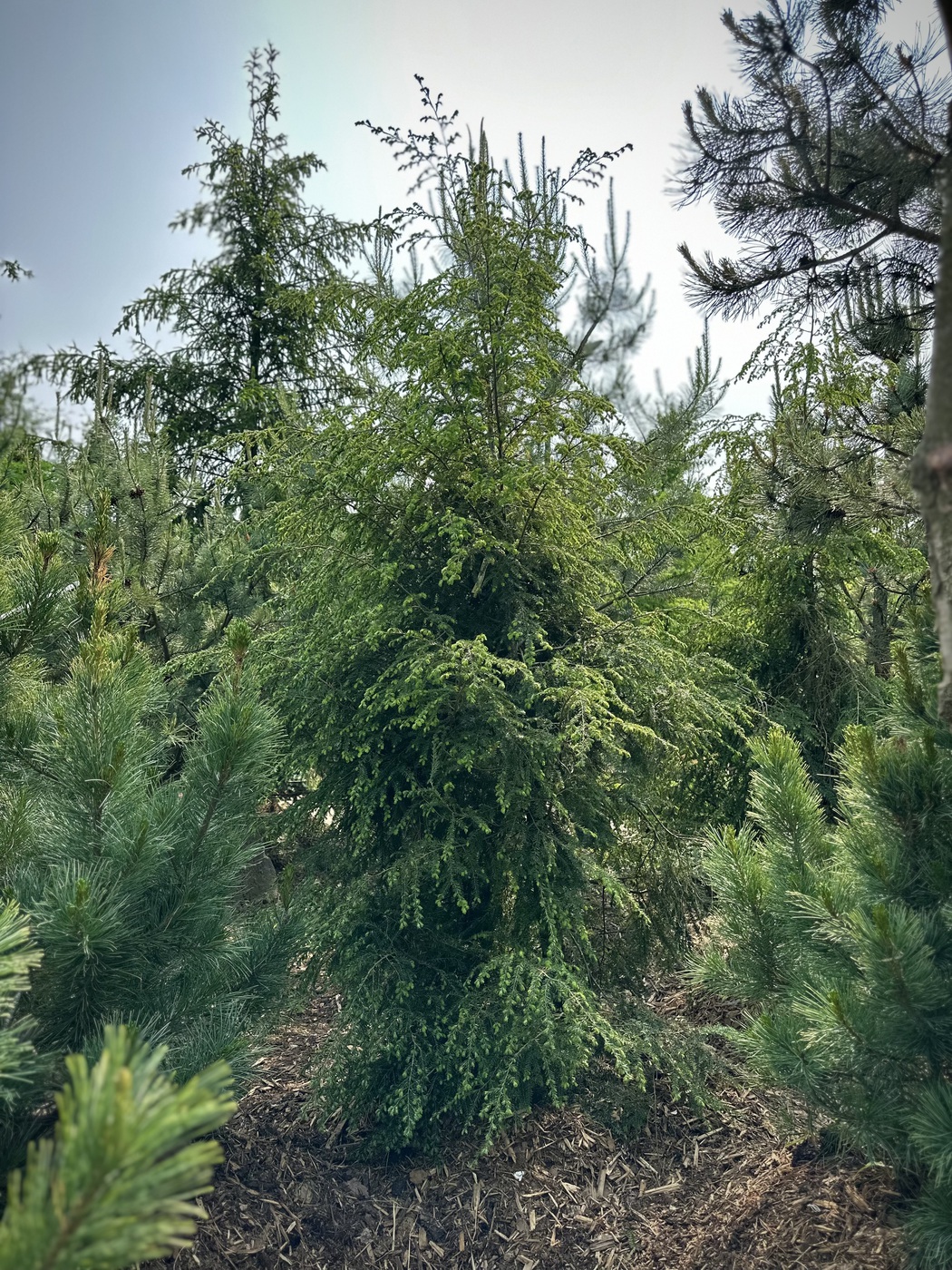 Тсуга канадская (Tsuga Canadensis)