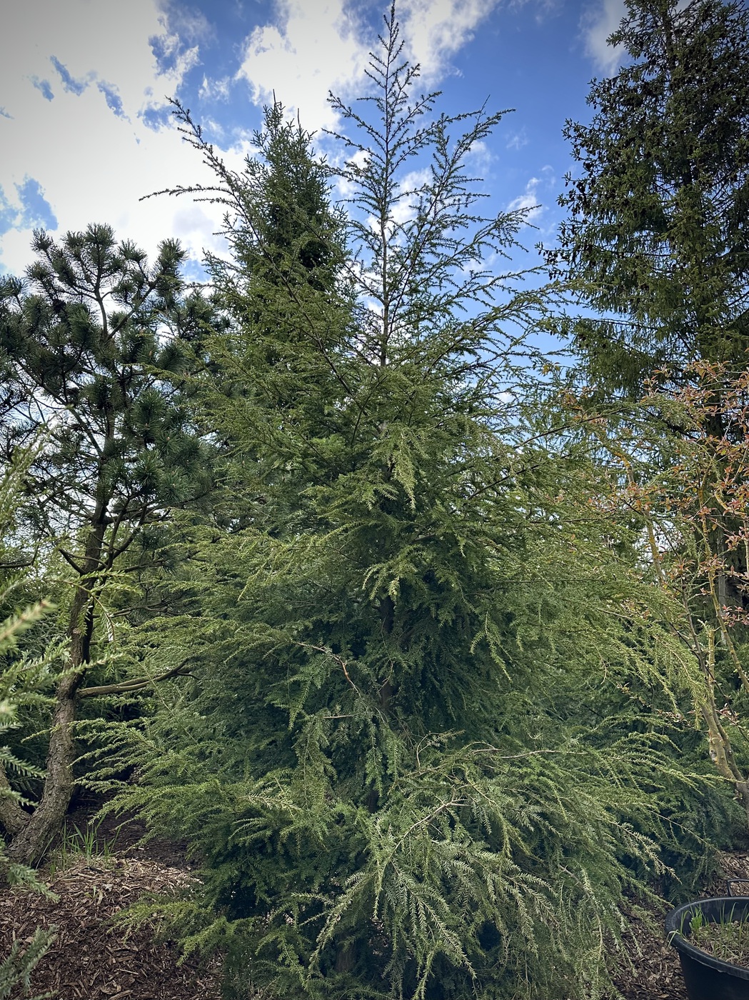 Тсуга канадская (Tsuga Canadensis)