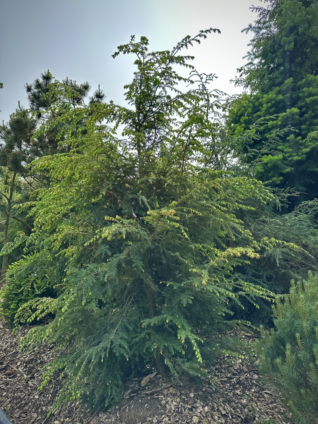Тсуга канадская (Tsuga Canadensis)