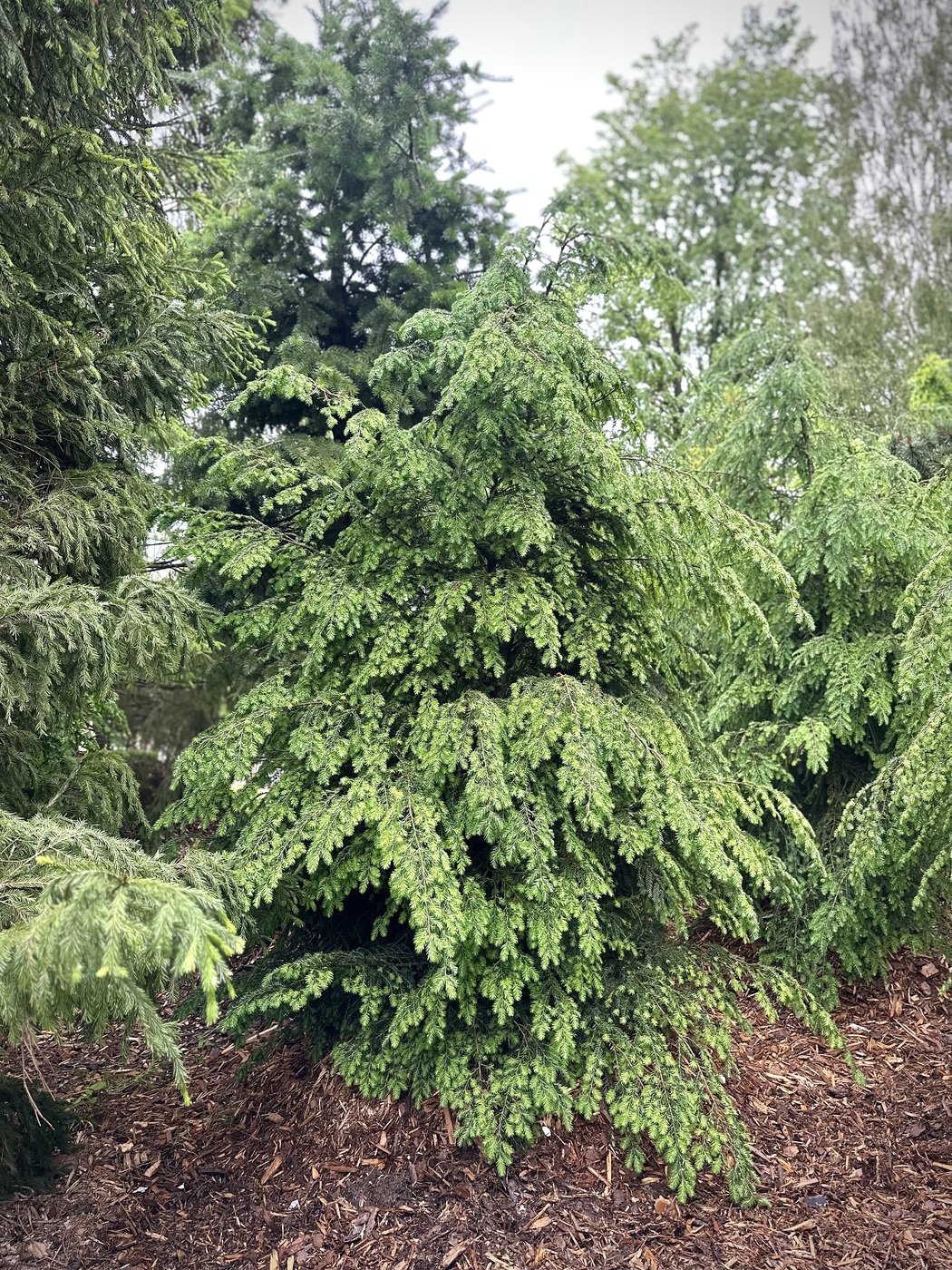 Тсуга канадская (Tsuga Canadensis)