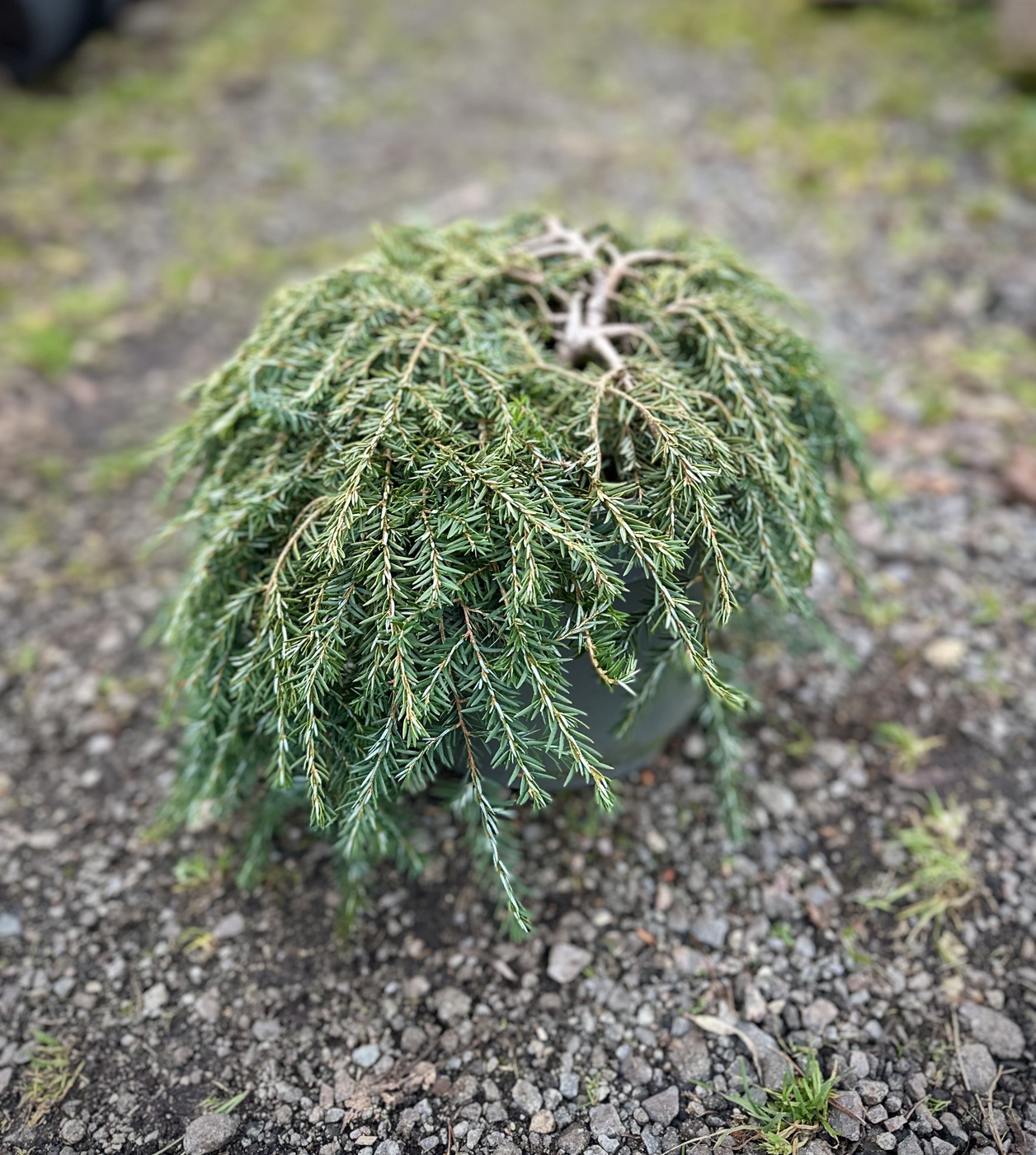 Тсуга канадская Коулс Прострейт (Cole‘s Prostrate)