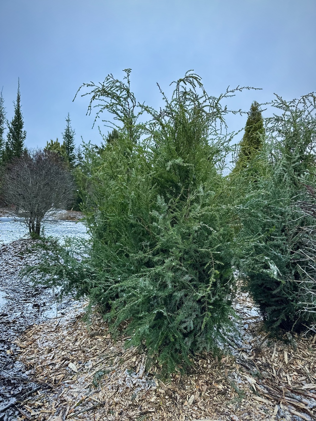 Тсуга канадская (Tsuga Canadensis)