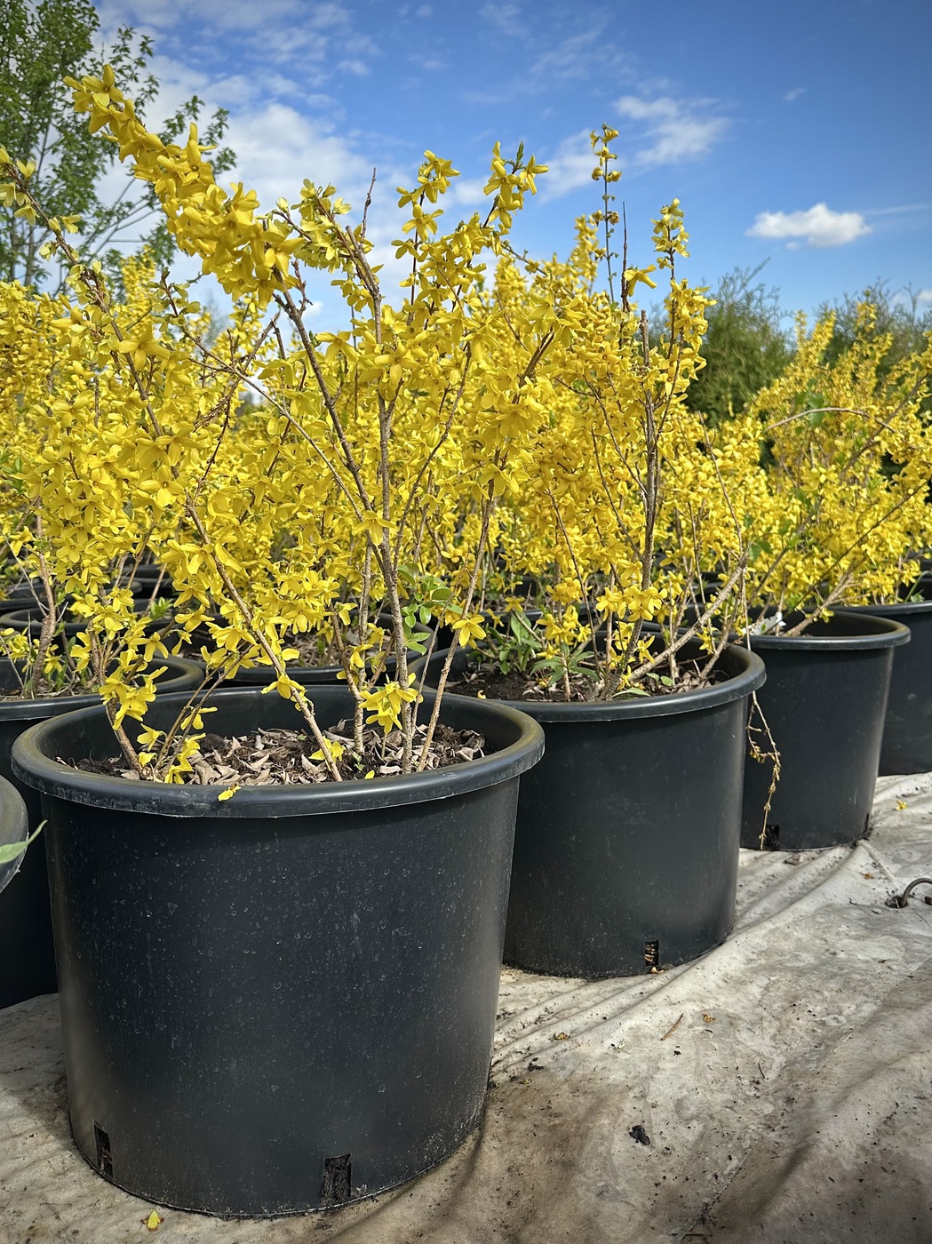 Форзиция промежуточная