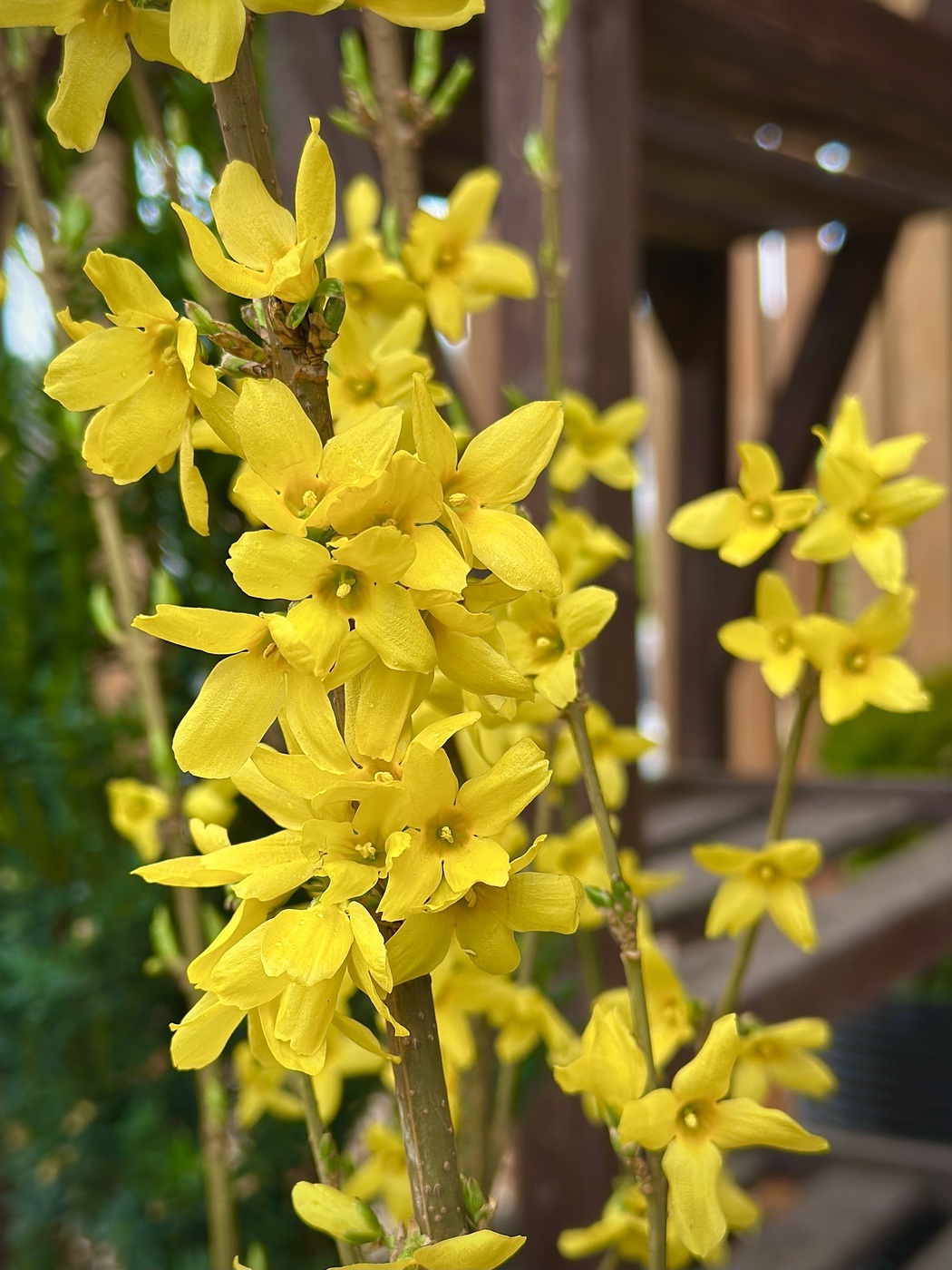 Форзиция овальнолистная Тетраголд (Tetragold)