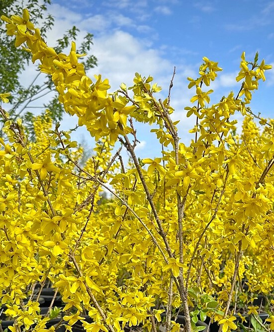 Форзиция промежуточная (Forsythia intermedia)