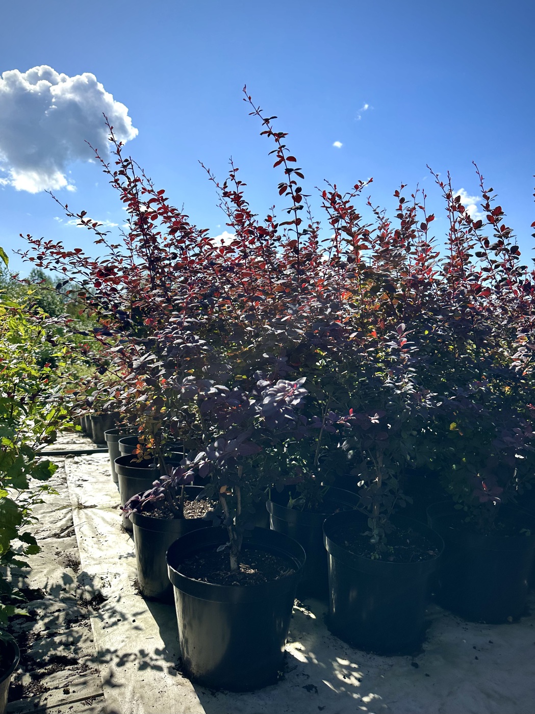 Барбарис Оттавский `Суперба``Superba`