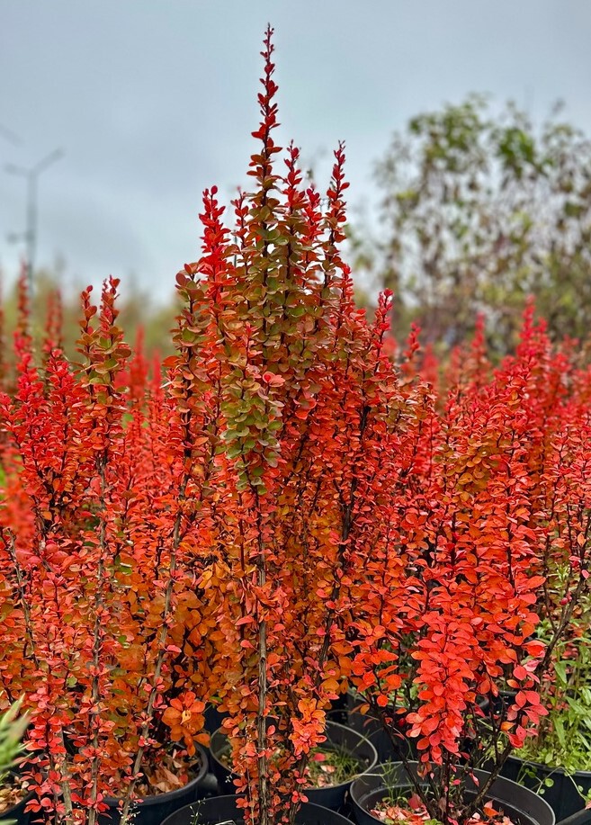 Барбарис Тунберга Эректа (Erecta)