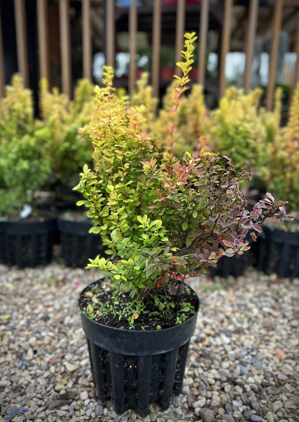 Барбарис Тунберга `Мария``Maria`