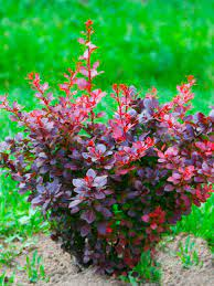 Барбарис Тунберга `Атропурпуреа``Atropurpurea`