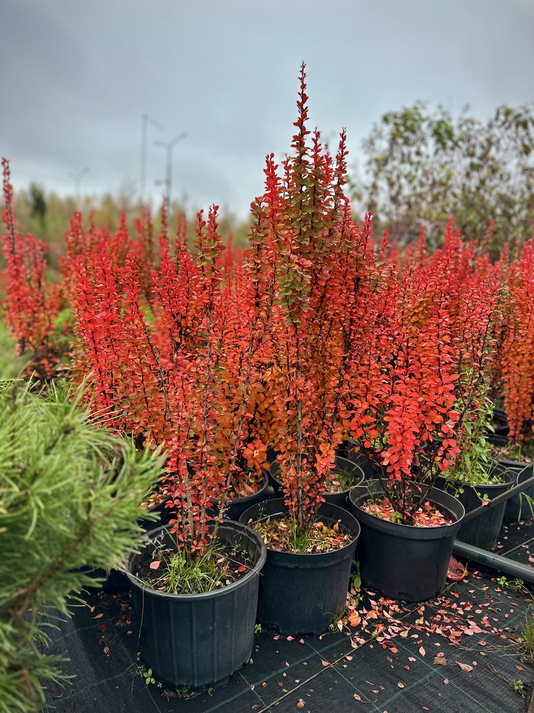 Барбарис Tунберга `Эректа``Erecta`