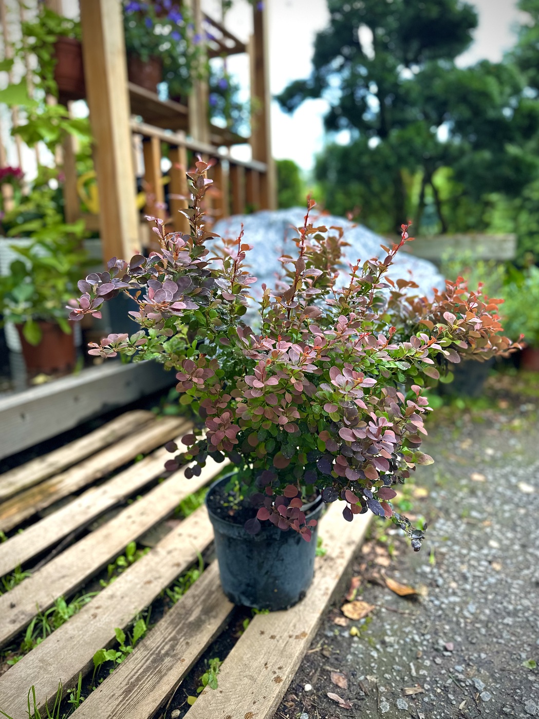 Барбарис Тунберга `Ред Джевел``Red Jewel`