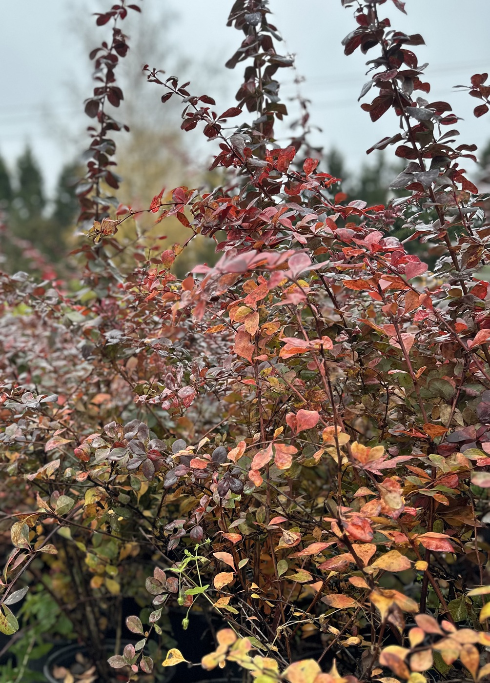 Барбарис Тунберга (Berberis Thunbergii)