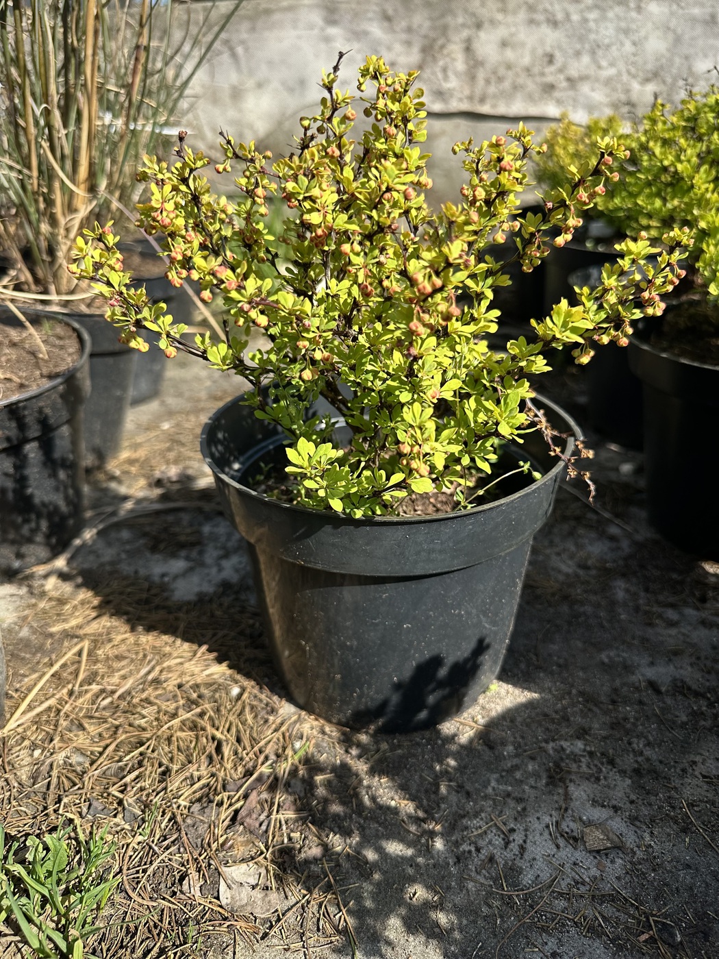 Барбарис Тунберга `Голдалита``Goldalita`