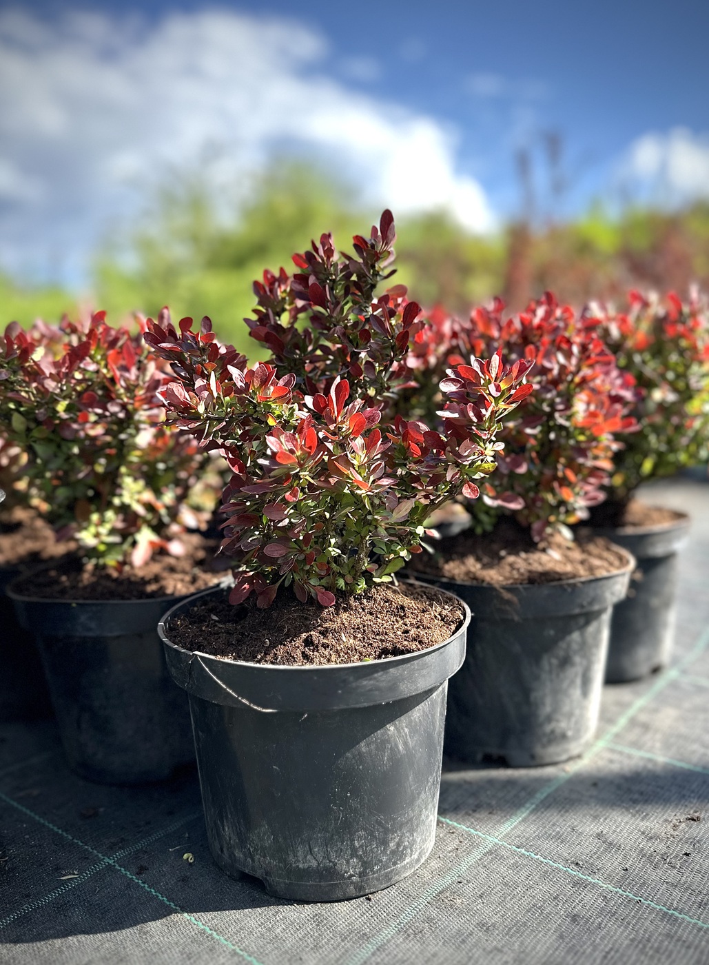 Барбарис Тунберга `Багатель``Bagatelle`