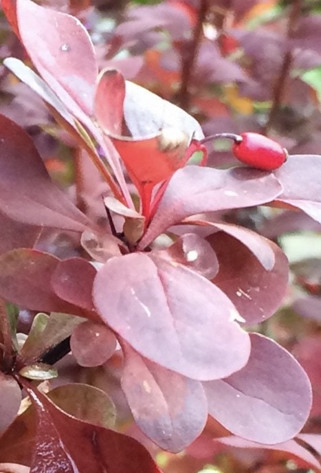 Барбарис Тунберга Ред Пиллар (Red Pillar)