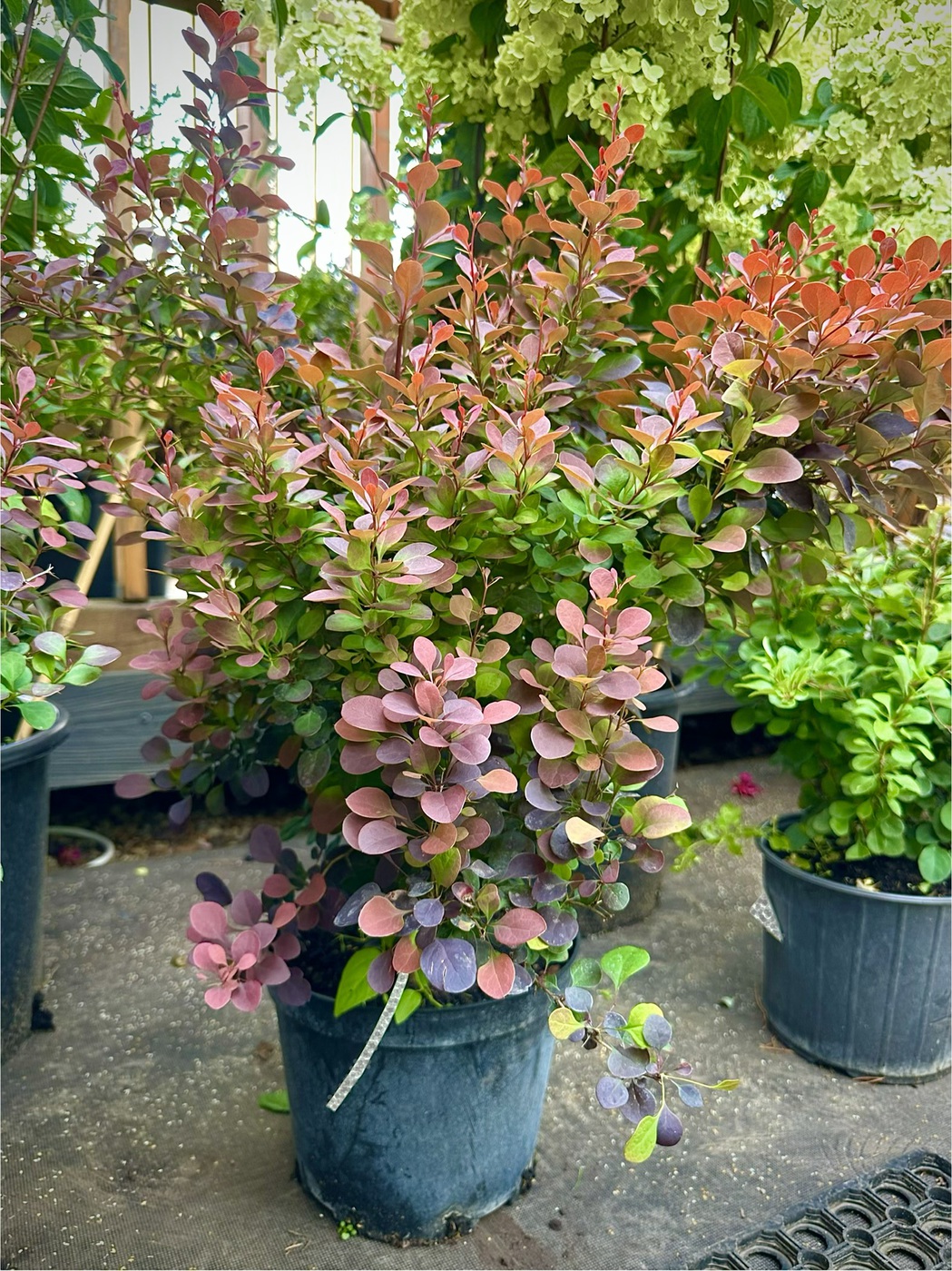 Барбарис Тунберга `Ред Джевел``Red Jewel`