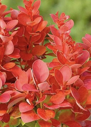 Барбарис Тунберга Оранж Рокет (Orange Rocket)