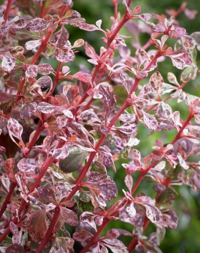 Барбарис Тунберга Арлекин (Harlequin)