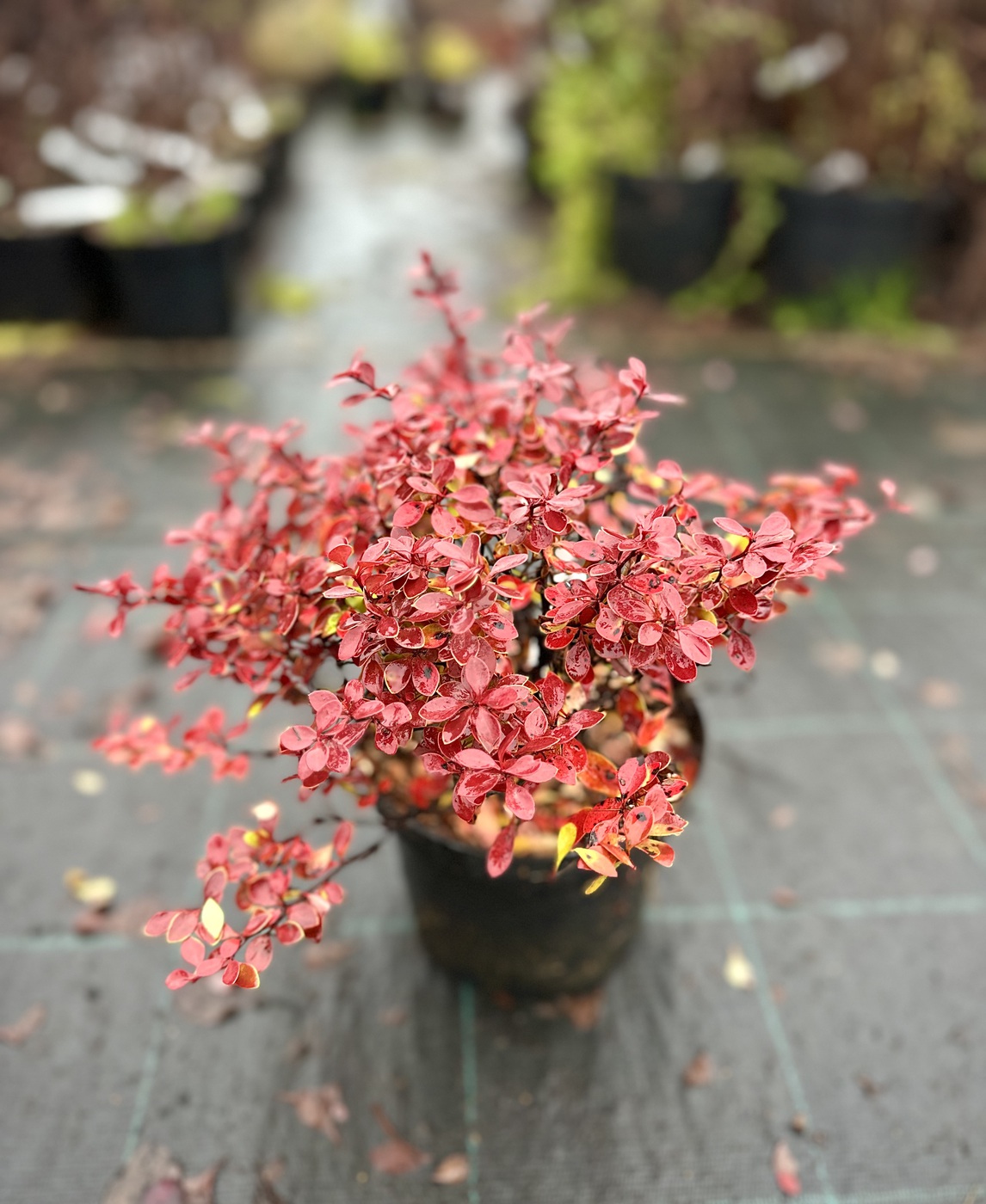 Барбарис Тунберга `Корал``Coral`