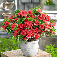 ♥Азалия `Ageeth Red` C4