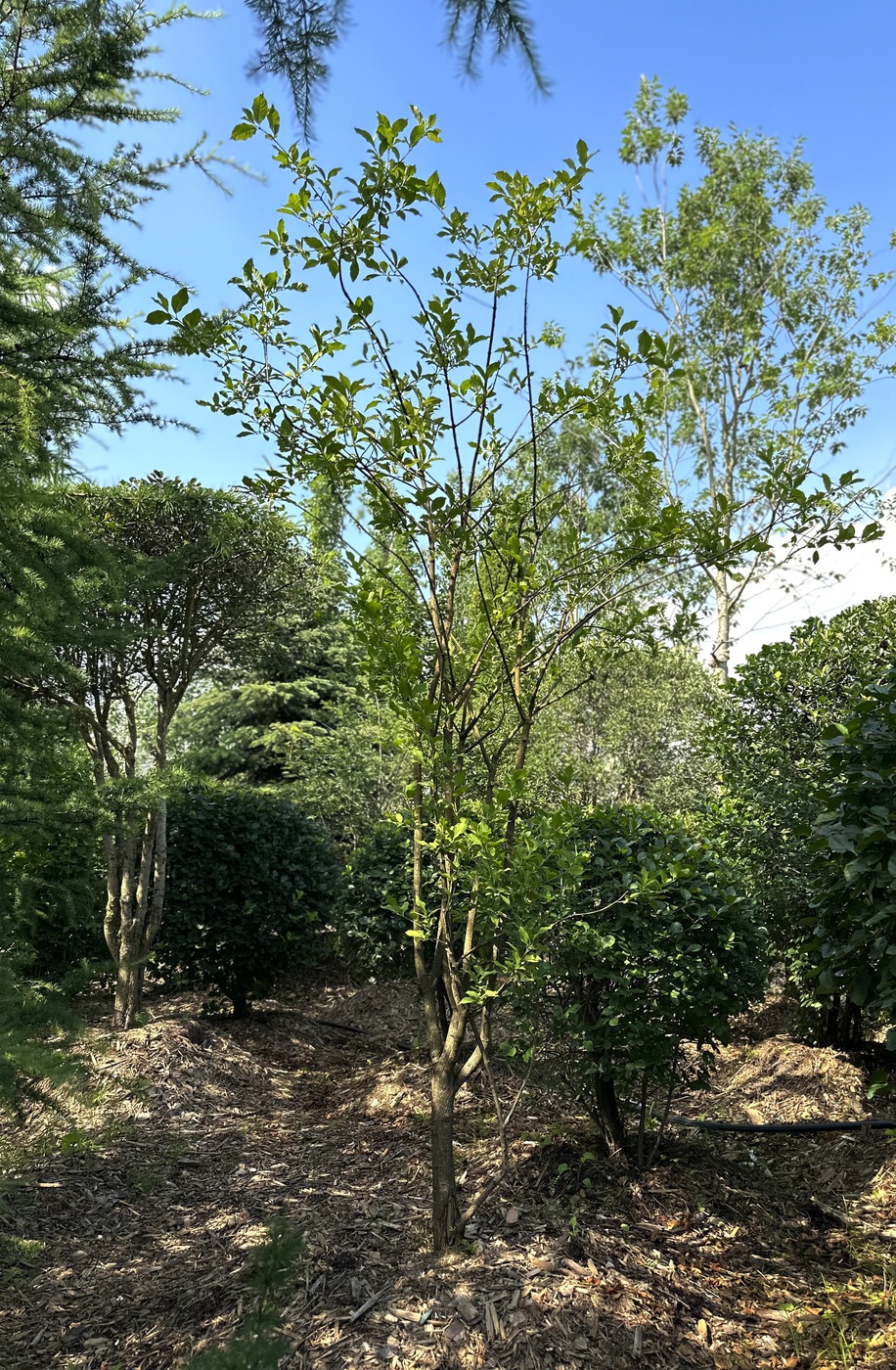 Бересклет европейский