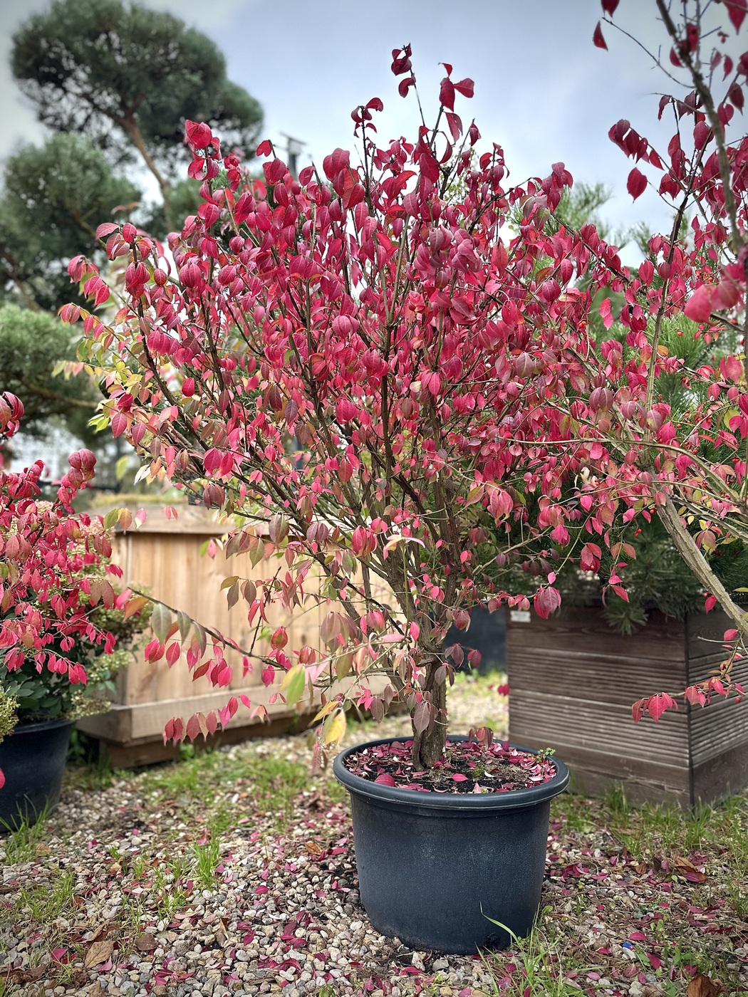 Бересклет крылатый