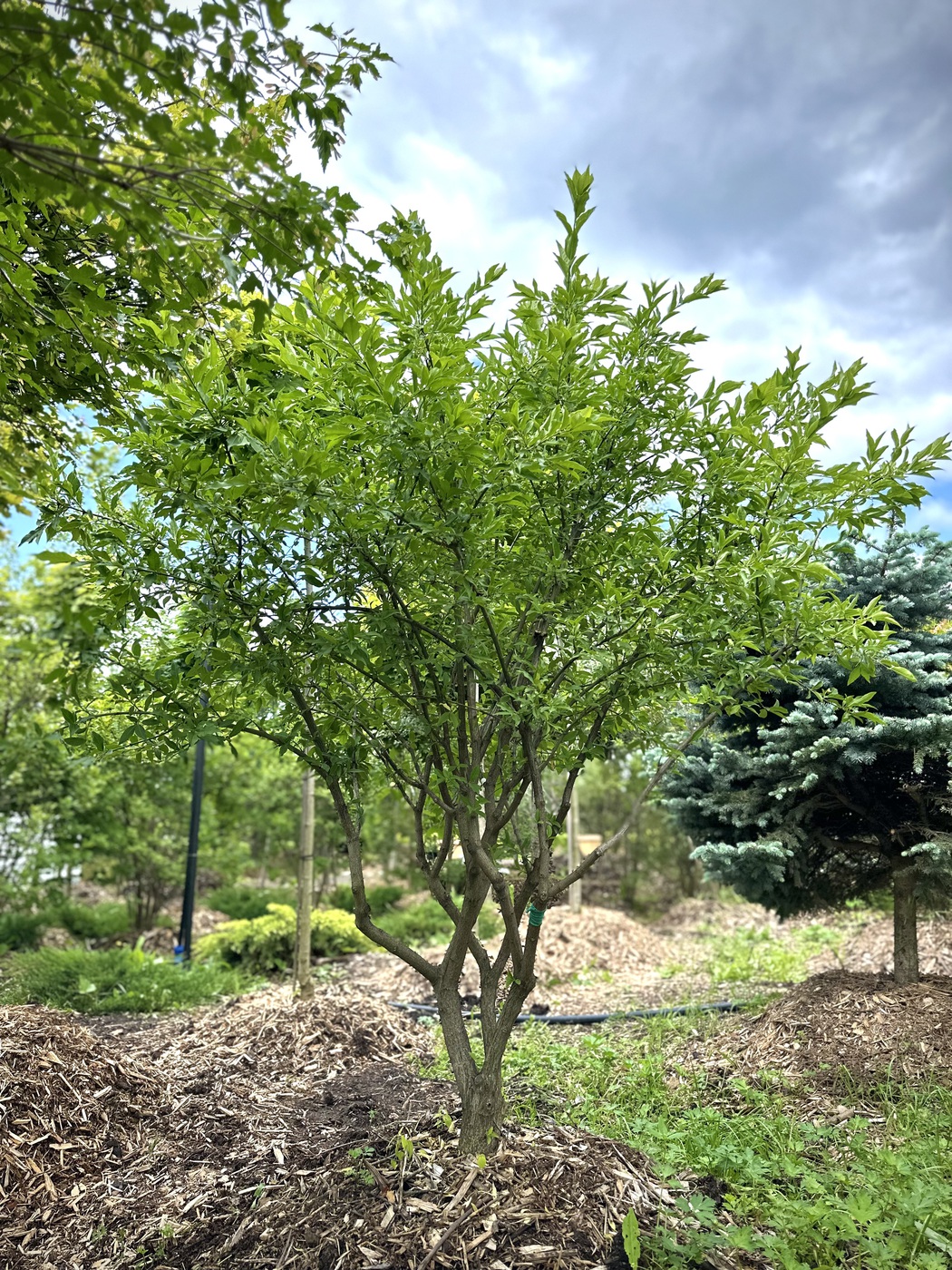 Бересклет европейский