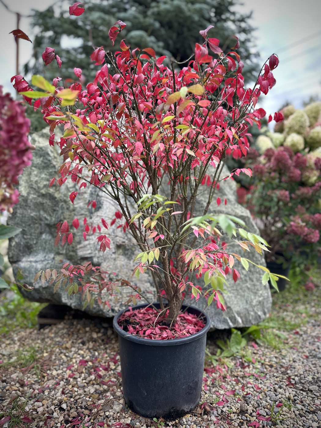 Бересклет крылатый `Компактус``Compactus`