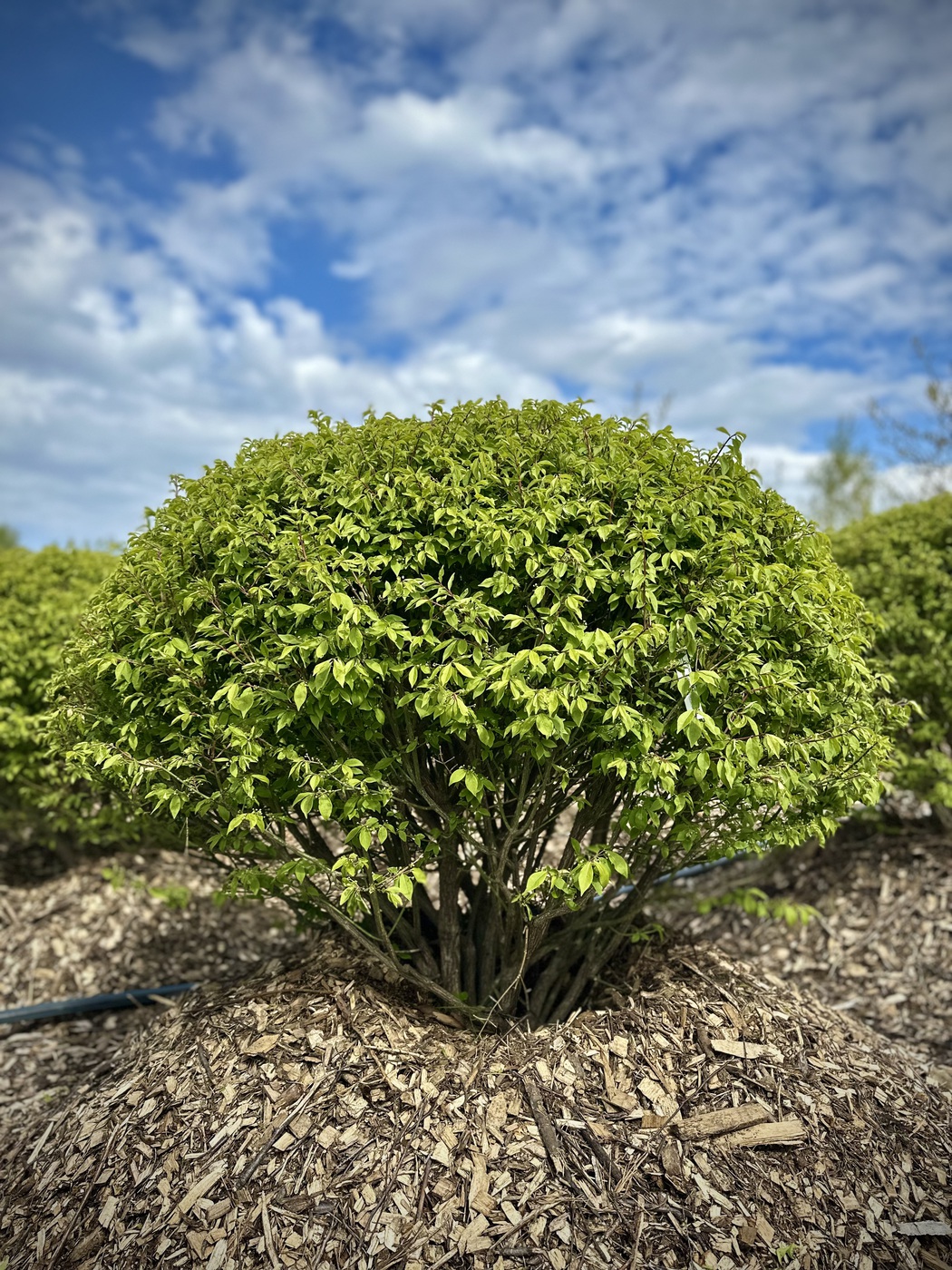 Бересклет крылатый `Компактус``Compactus` ШАР