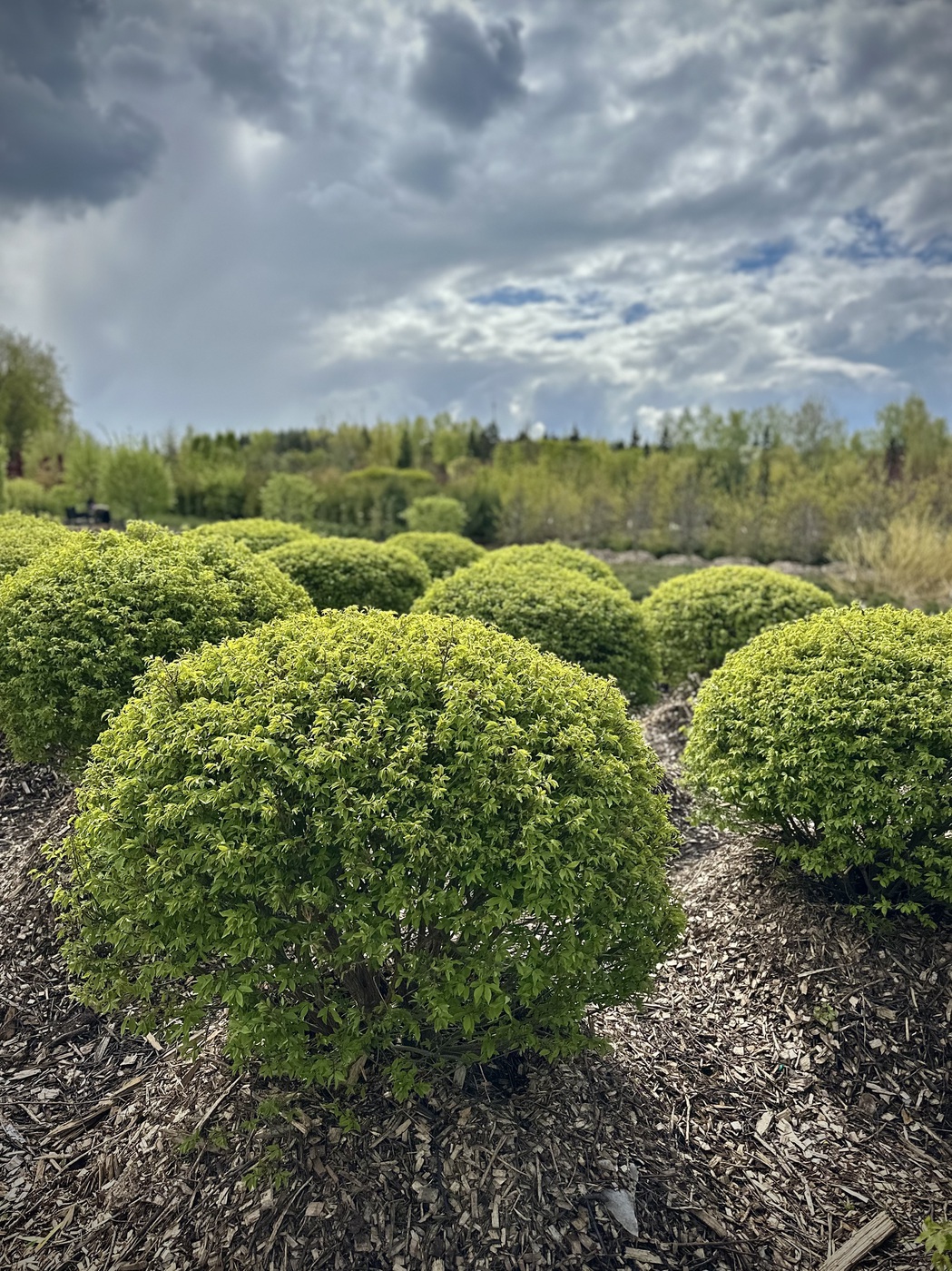 Бересклет крылатый `Компактус``Compactus` ШАР