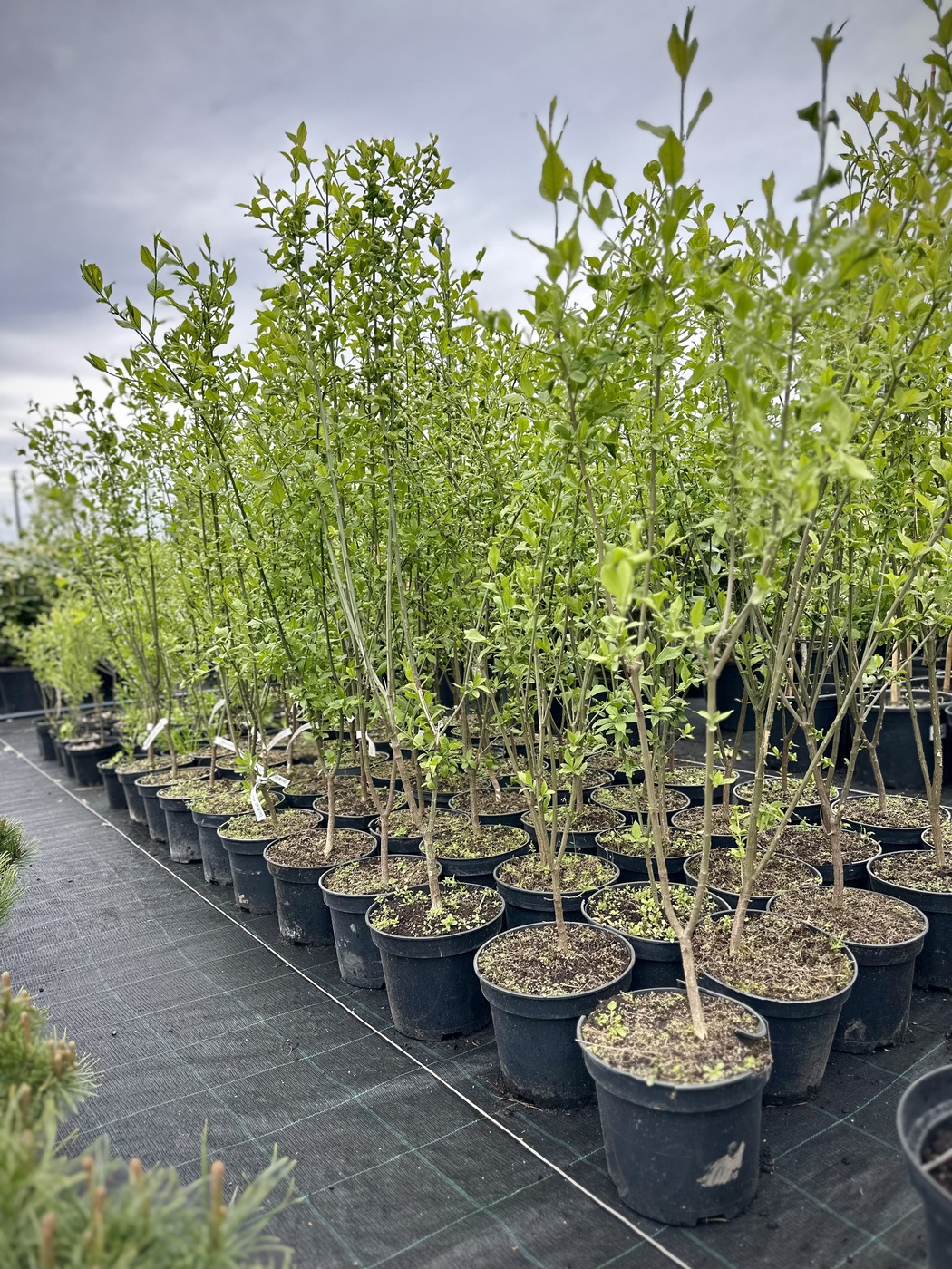 Бересклет европейский