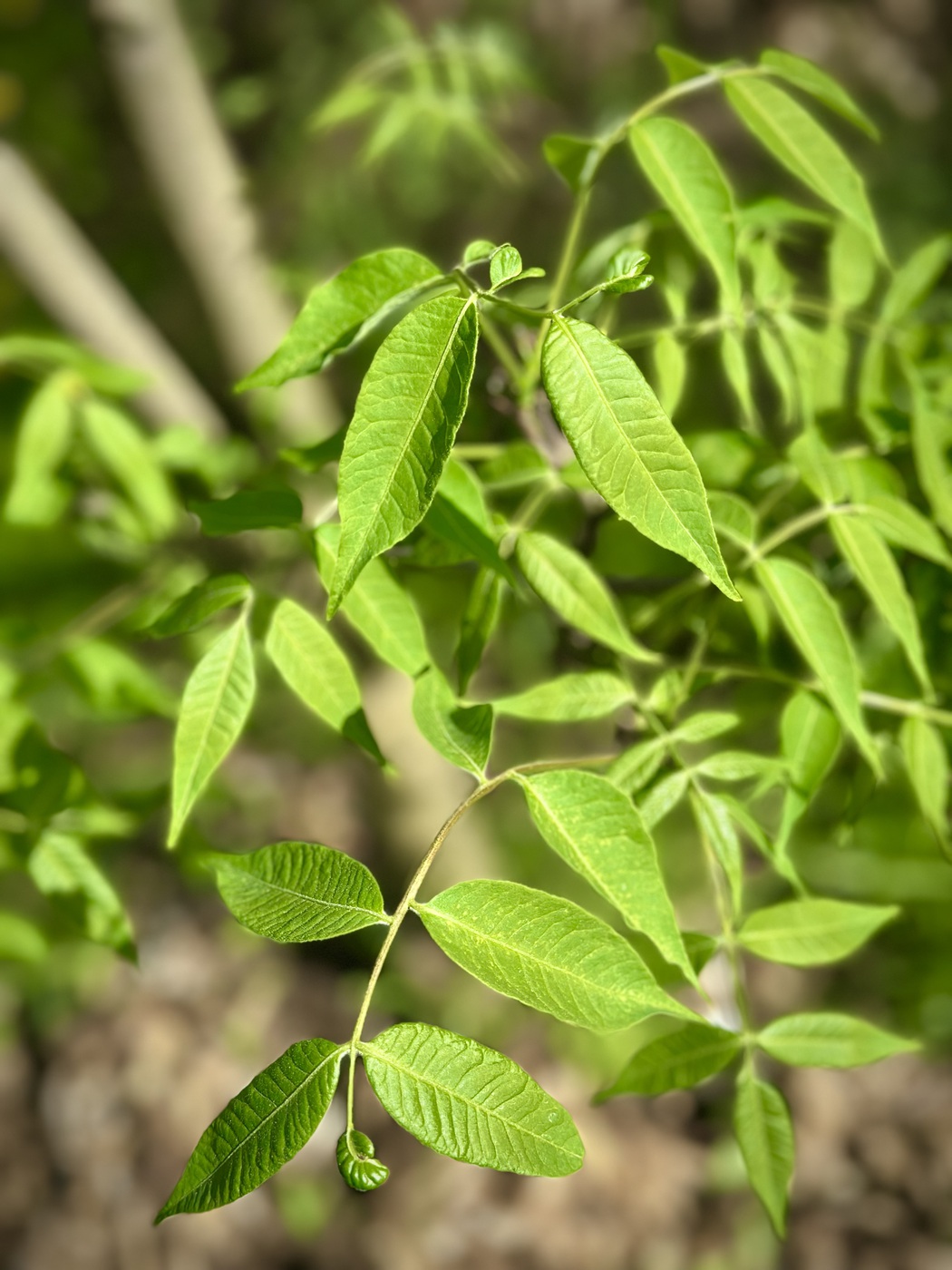 Бересклет европейский (Euonymus europaeus) — изображение 3